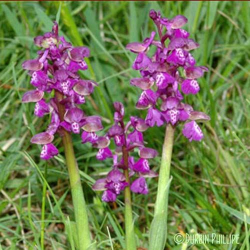 Orchis bouffon - Anacamptis morio subsp. morio