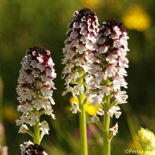 Orchis brûlé d'été - Neotinea ustulata