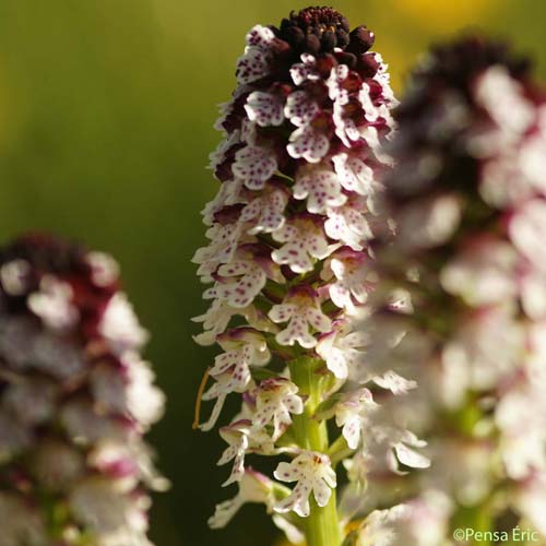 Orchis brûlé d'été - Neotinea ustulata