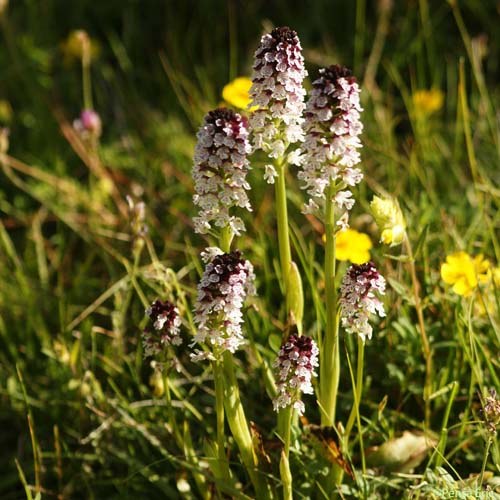 Orchis brûlé d'été - Neotinea ustulata