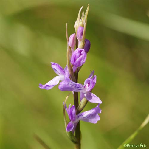 Orchis couleur de chair - Dactylorhiza incarnata subsp. incarnata