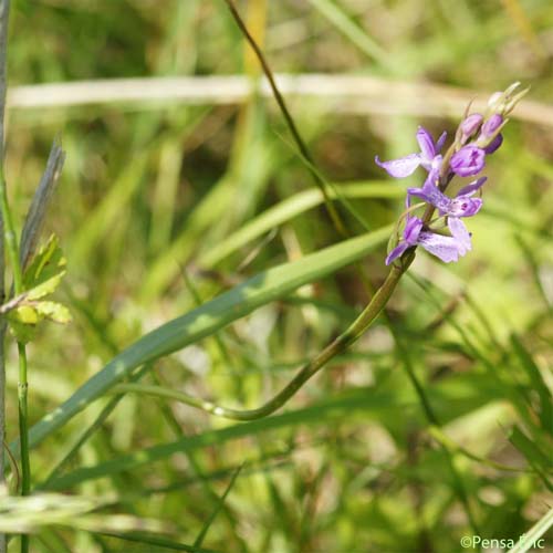 Orchis couleur de chair - Dactylorhiza incarnata subsp. incarnata