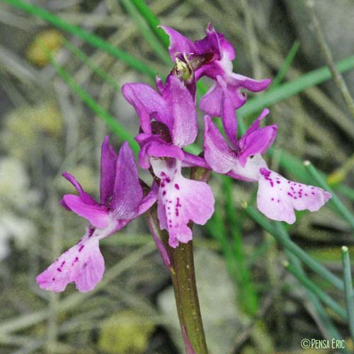 Orchis d'Hyères - Orchis olbiensis