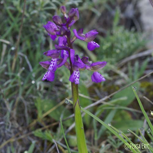 Orchis d'Hyères - Orchis olbiensis