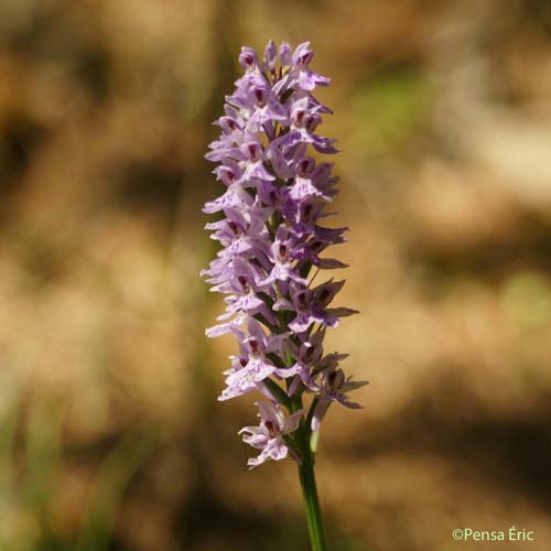 Orchis de Fuchs - Dactylorhiza fuchsii