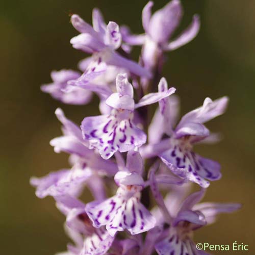 Orchis de Fuchs - Dactylorhiza fuchsii