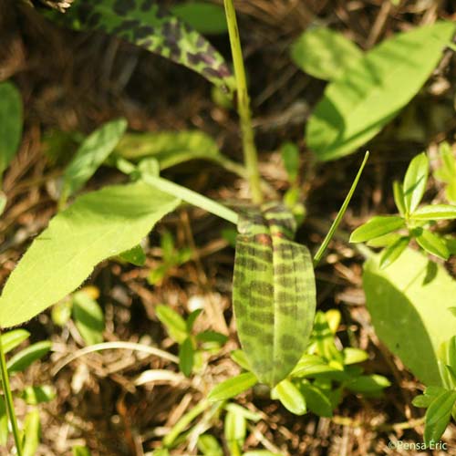 Orchis de Fuchs - Dactylorhiza fuchsii