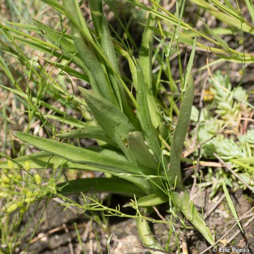 Orchis de Martrin-Donos - Anacamptis coriophora subsp. martrinii