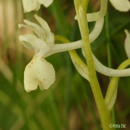 Orchis de Provence - Orchis provincialis