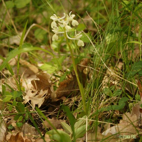 Orchis de Provence - Orchis provincialis