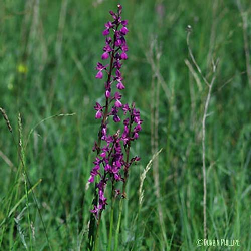 Orchis des marais - Anacamptis palustris