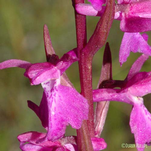 Orchis des marais - Anacamptis palustris