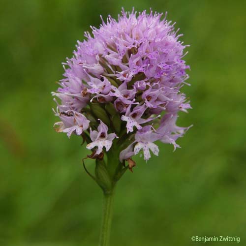 Orchis globuleux - Traunsteinera globosa