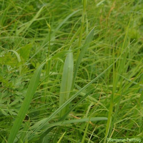 Orchis globuleux - Traunsteinera globosa