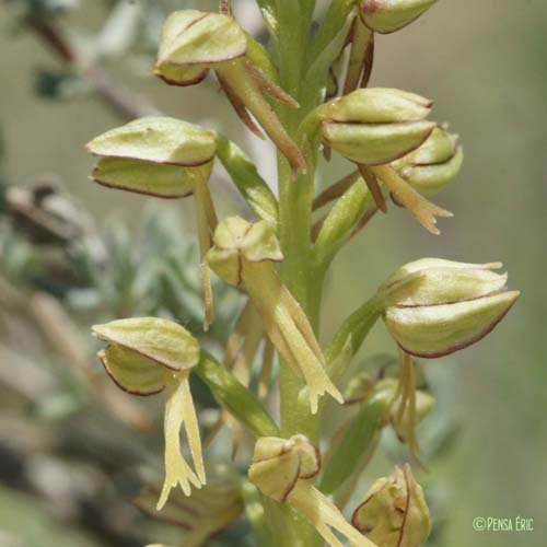 Orchis homme-pendu - Orchis anthropophora