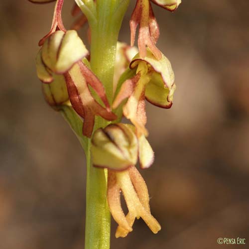 Orchis homme-pendu - Orchis anthropophora