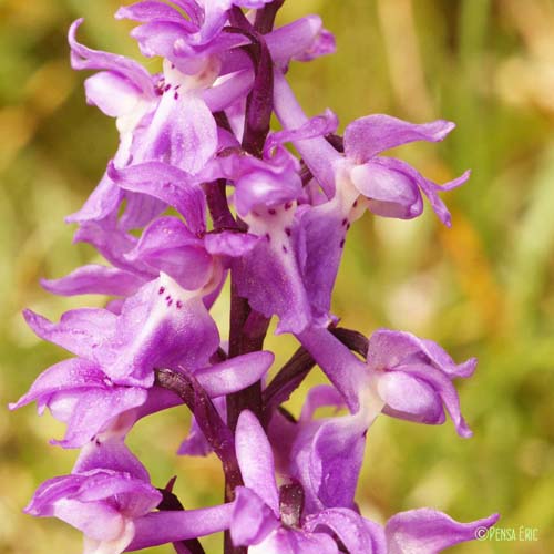 Orchis mâle - Orchis mascula subsp. mascula