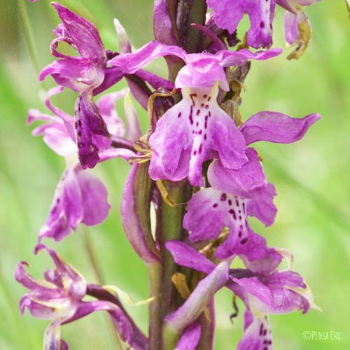 Orchis mâle - Orchis mascula subsp. mascula