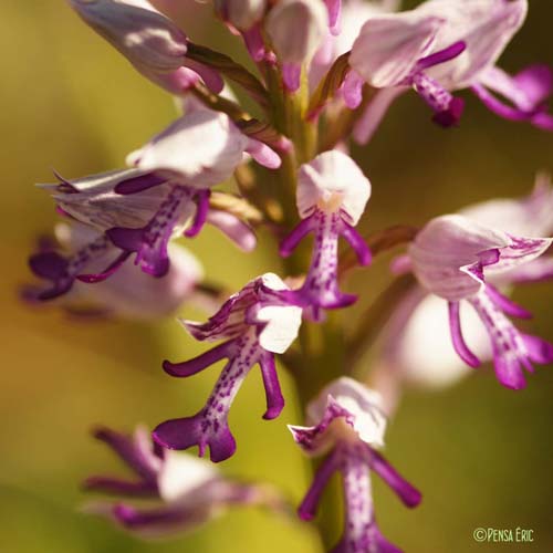 Orchis militaire - Orchis militaris