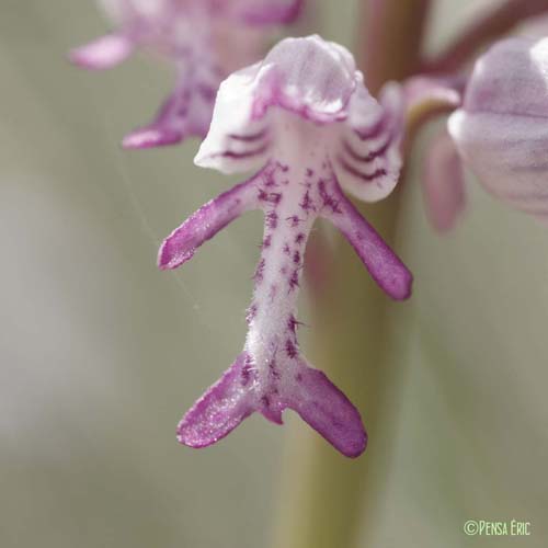 Orchis militaire - Orchis militaris