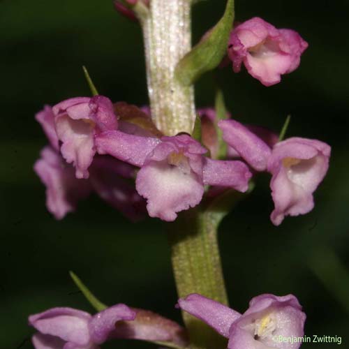 Orchis odorant - Gymnadenia odoratissima