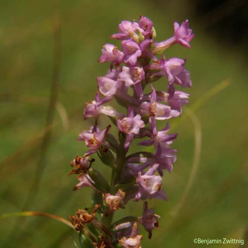 Orchis odorant - Gymnadenia odoratissima