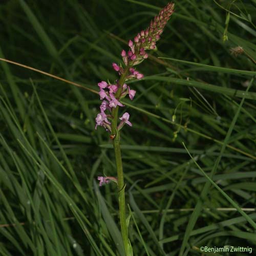 Orchis odorant - Gymnadenia odoratissima