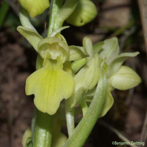 Orchis pâle - Orchis pallens