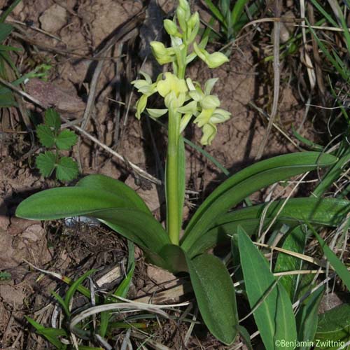 Orchis pâle - Orchis pallens