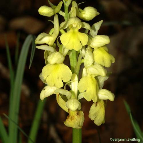 Orchis pâle - Orchis pallens