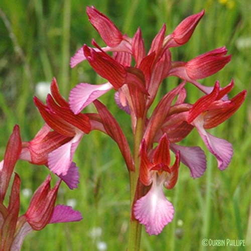 Orchis papillon - Anacamptis papilionacea