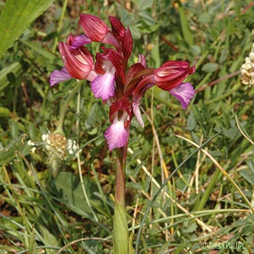 Orchis papillon - Anacamptis papilionacea