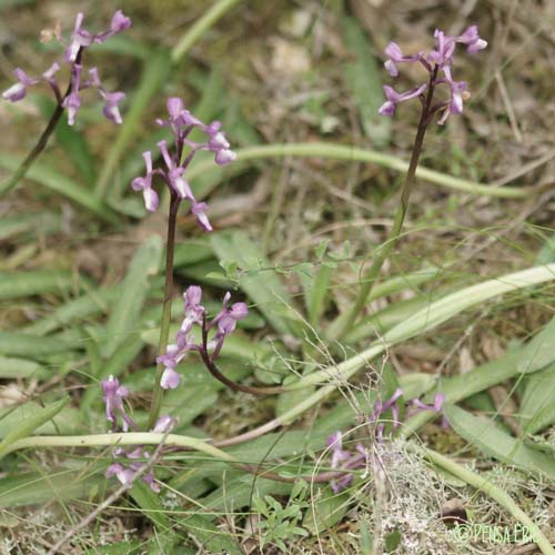 Orchis peint - Anacamptis morio subsp. picta