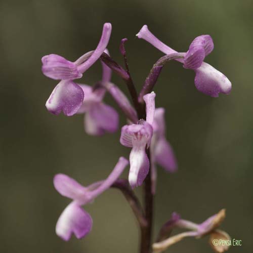 Orchis peint - Anacamptis morio subsp. picta