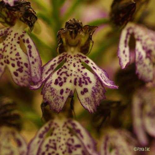 Orchis pourpre - Orchis purpurea