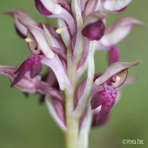 Orchis punaise - Anacamptis coriophora subsp. coriophora