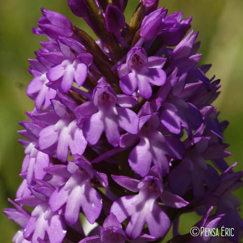 Orchis pyramidal - Anacamptis pyramidalis var. pyramidalis