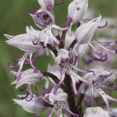 Orchis singe - Orchis simia