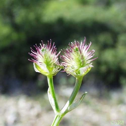 Orlaya de Koch - Orlaya platycarpos