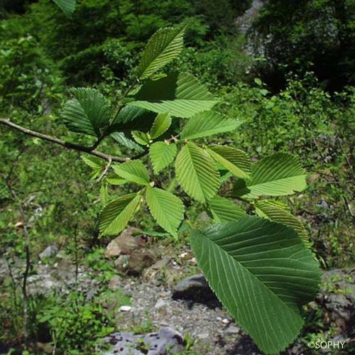 Orme glabre - Ulmus glabra