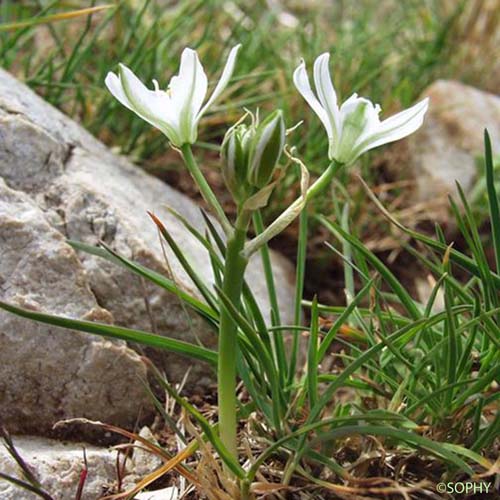 Ornithogale à feuilles droites - Ornithogalum kochii