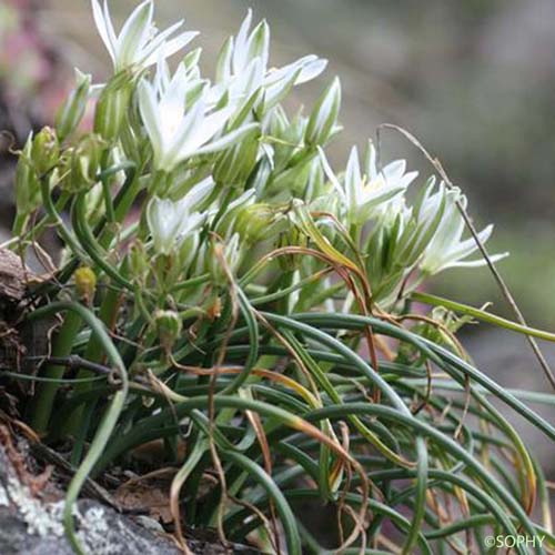 Ornithogale à feuilles droites - Ornithogalum kochii