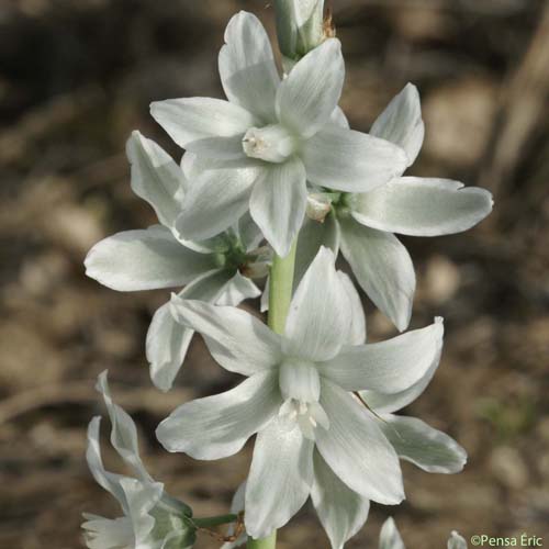 Ornithogale à fleurs penchées - Honorius nutans