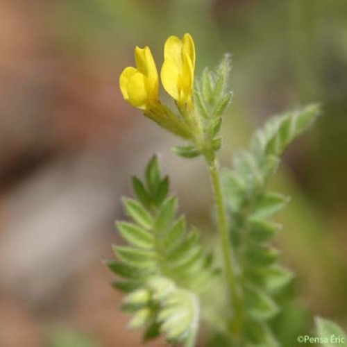 Ornithope comprimé - Ornithopus compressus