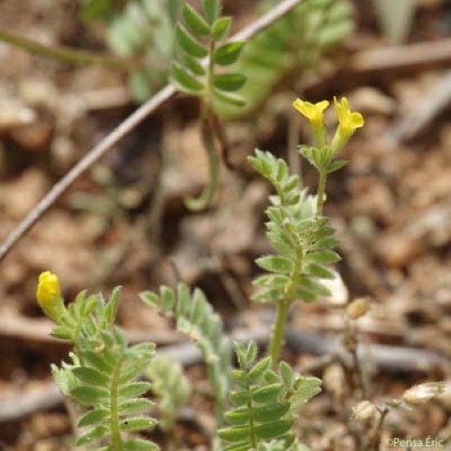 Ornithope comprimé - Ornithopus compressus