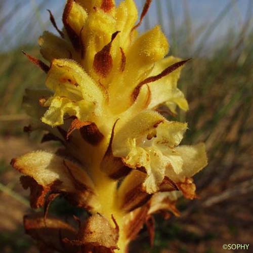 Orobanche commune - Orobanche caryophyllacea