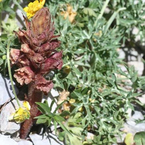 Orobanche du Genêt - Orobanche rapum-genistae