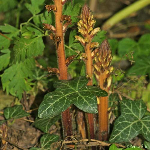 Orobanche du lierre - Orobanche hederae