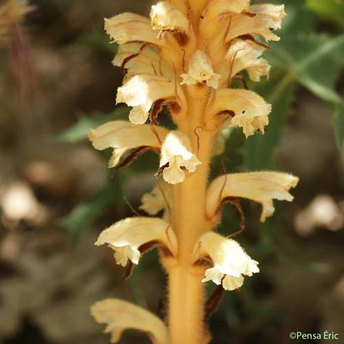 Orobanche du Panicaut - Orobanche amethystea