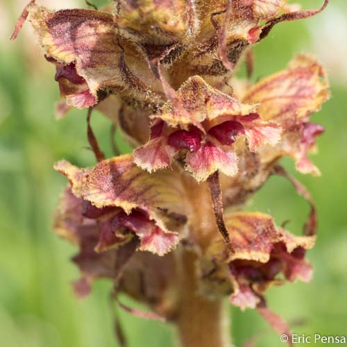 Orobanche grêle - Orobanche gracilis